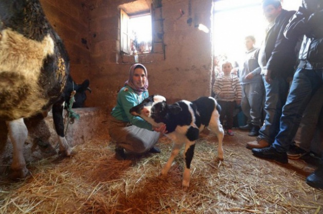 İki kafalı buza dünyaya geldi