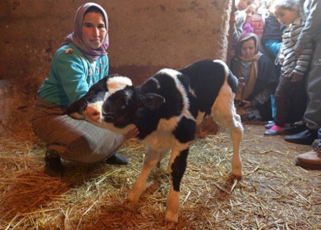 İki kafalı buza dünyaya geldi