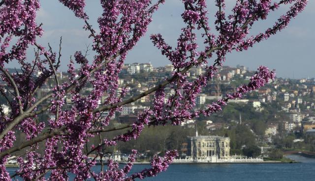 İstanbul'da erguvan vakti