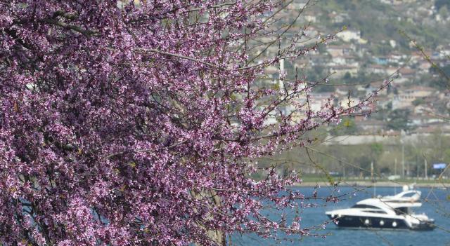 İstanbul'da erguvan vakti