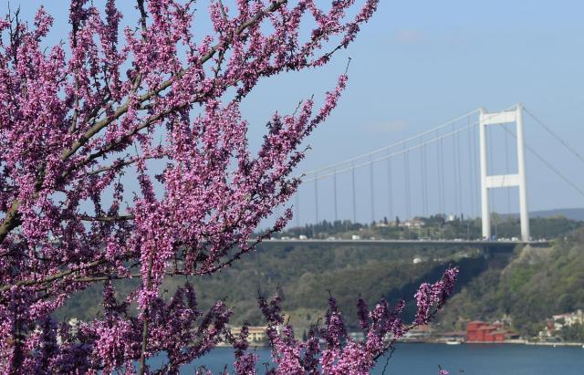 İstanbul'da erguvan vakti