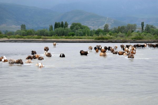 Hayvanlar için 1 milyon 150 bin liraya yaptırdı