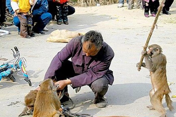 Vahşi hayvanların acımasızlığı!