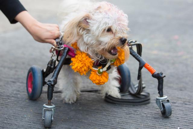 Kukur Tihar Köpek Festivalinden Kareler