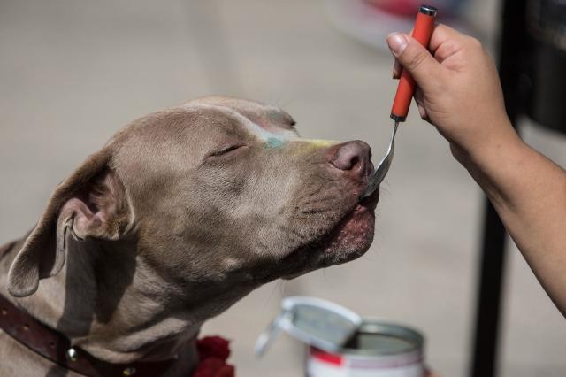 Kukur Tihar Köpek Festivalinden Kareler