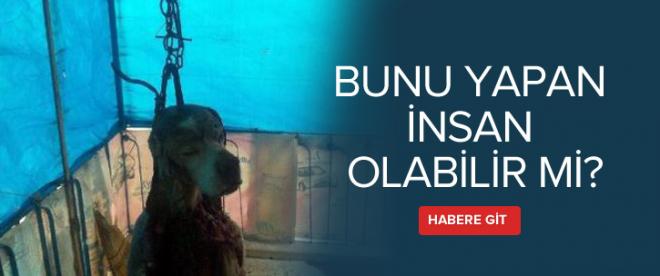 Köpeğinin derisini yüzüp, sahibinin önüne astılar