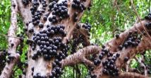 Gövdesinden meyve veren ağaç: Jabuticaba