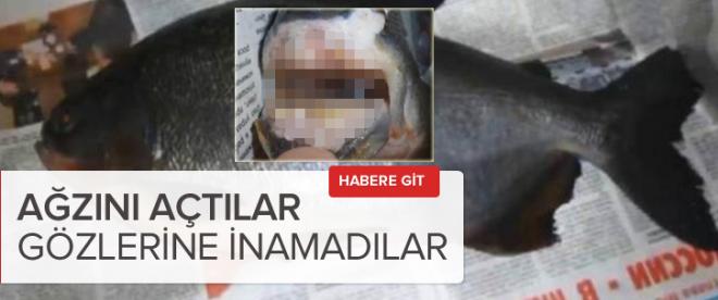 İnsan dişli balık yakalandı