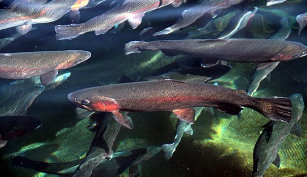 Beydağ Baraj Gölüne 80 bin yavru balık bırakılacak