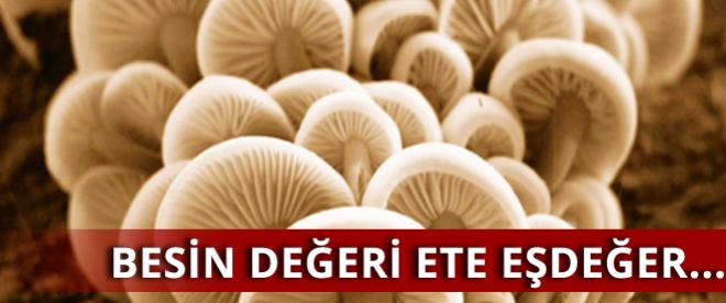 Besin değeri ete eşdeğer