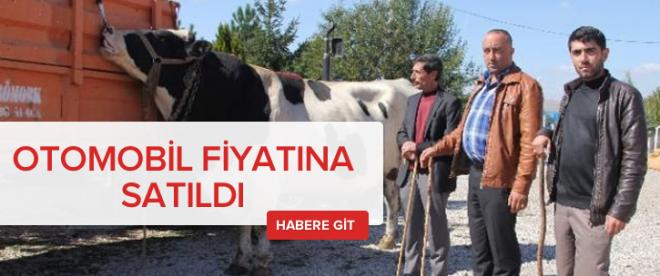 Otomobil fiyatına inek aldı