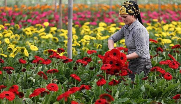 Çiçek ihracatında hedef 100 milyon dolar