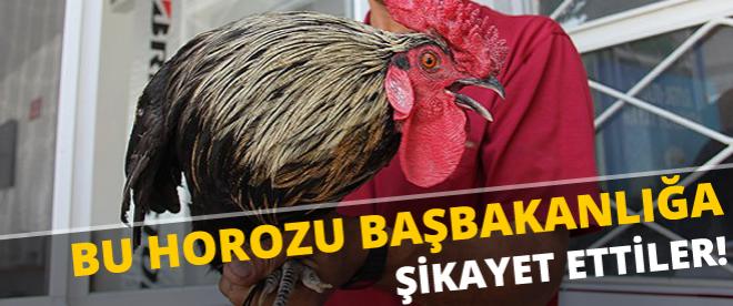 Çok öten horozu BİMERe şikayet ettiler