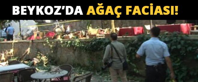 Beykozda ağaç faciası