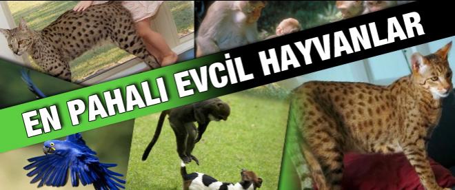 En pahalı evcil hayvanlar!