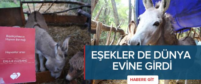 Eşekler dünya evine girdi