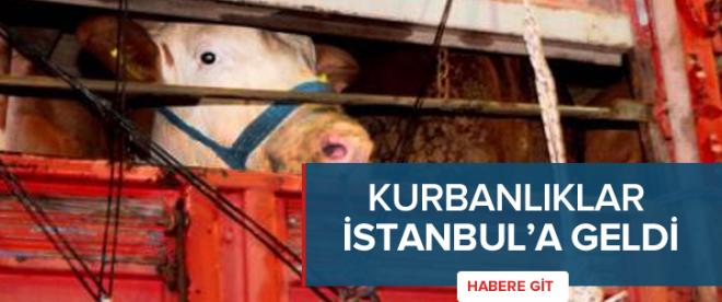 Kurbanlıklar İstanbula geldi