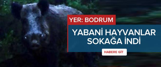 Yabani hayvanlar sokağa indi