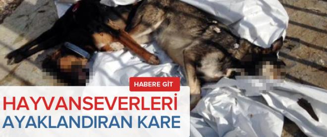 Hayvan severleri ayaklandıran kare