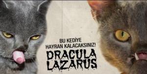 Drakula lakaplı kedi Lazarus