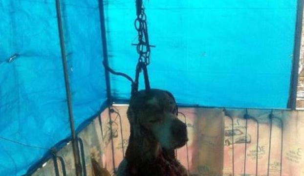 Köpeğinin derisini yüzüp, sahibinin önüne astılar