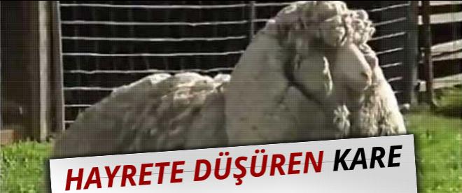 Bu görüntü hayrete düşürdü