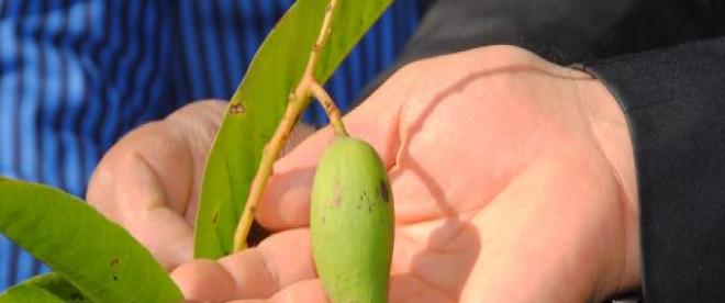 Antalyada mango hasadı başladı