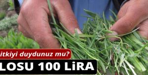 Kilosu 100 lira