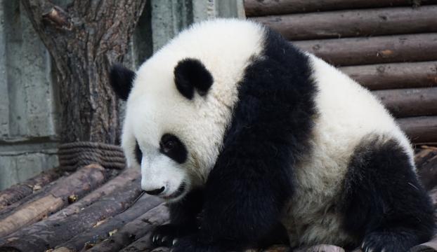 Çinde panda dışkısından tuvalet kağıdı yapıldı