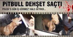 Polislerin pitbull dehşeti