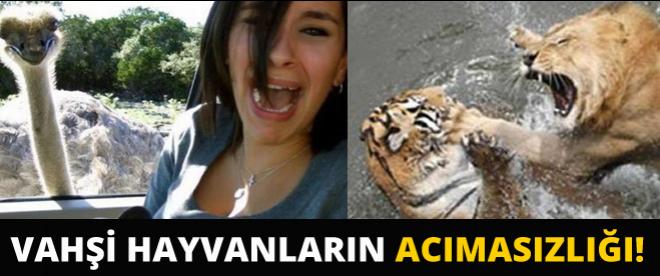 Vahşi hayvanların acımasızlığı!