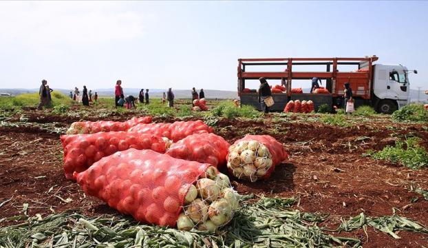 Hatayda turfanda soğan hasadı başladı