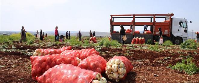 Hatayda turfanda soğan hasadı başladı