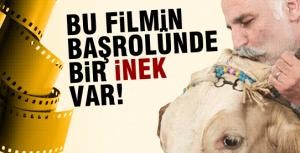 Bu filmin başrolünde bir inek var!