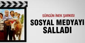 Sürgün İnek sosyal medyayı salladı