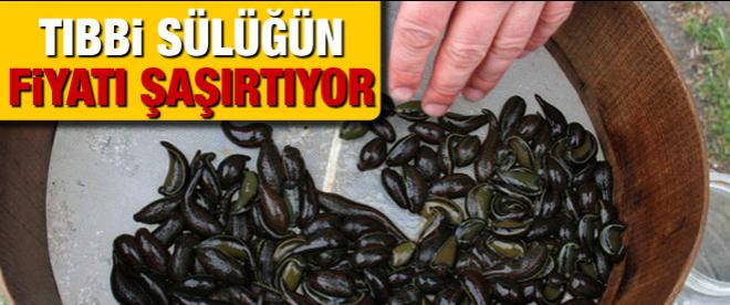 Tıbbi sülüğün fiyatı